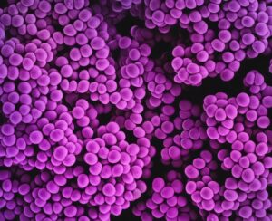 Biosimilar Antibodies Regulatory, Manufacturing, and Clinical Comparison to Original Biologics