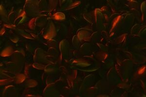 The Future of Antibody Engineering Bispecifics, Multispecifics, and Synthetic Variants